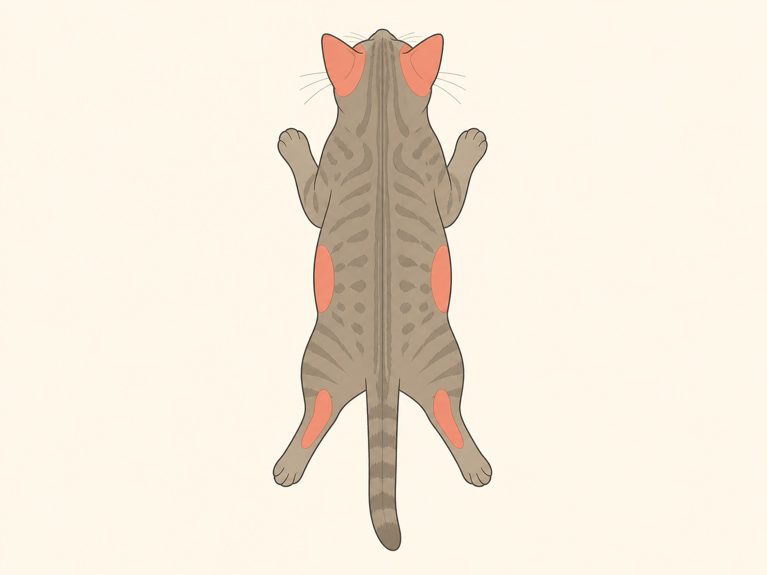 병원을 생각해야 할 분포 — 좌우대칭 탈모와 얼굴·귀 침범. 기준 출처: MSD·Merck Veterinary Manual / 댕묘 제작 도식(AI 생성)