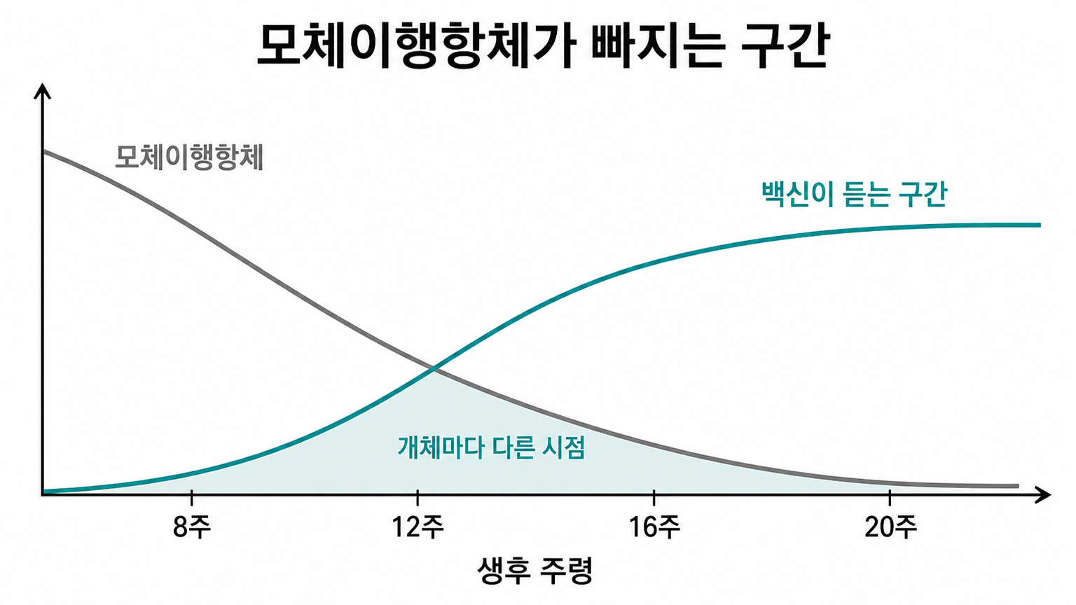 모체이행항체가 빠지는 구간과 백신이 듣기 시작하는 구간이 갈리는 지점 (댕묘 제작 도식)