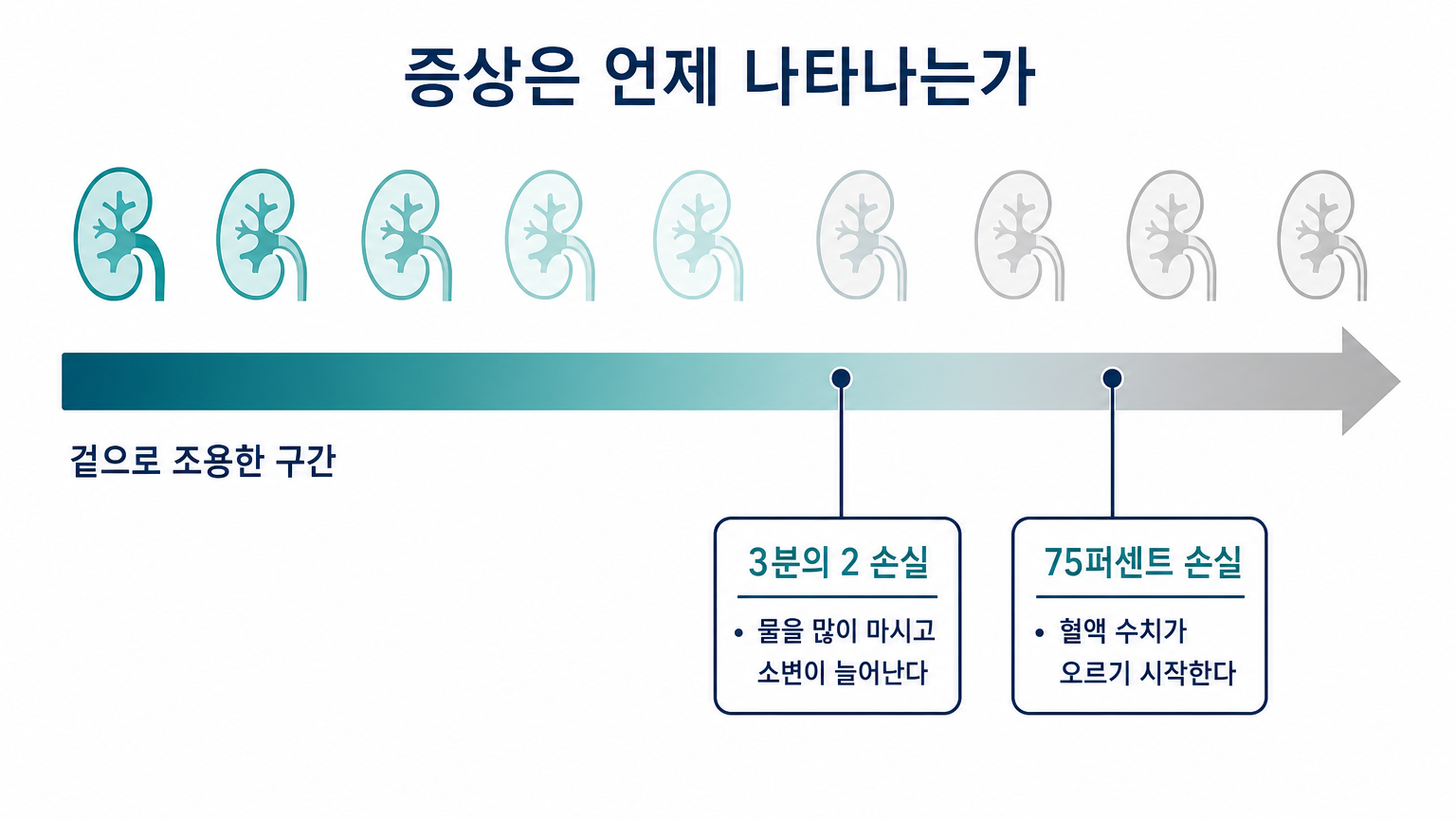 네프론 손실과 증상이 나타나는 시점 (MSD 수의 매뉴얼 기준, 자체 제작 도식)