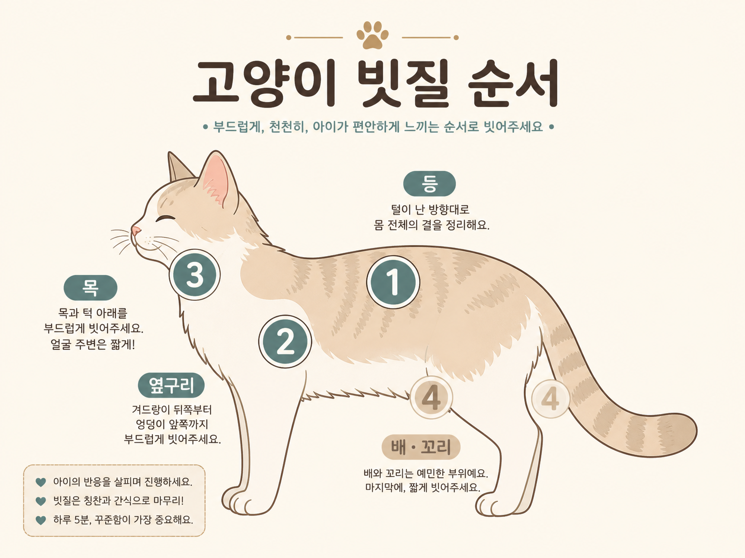 등에서 시작해 배와 꼬리로 끝내는 빗질 순서 (댕묘 작성)