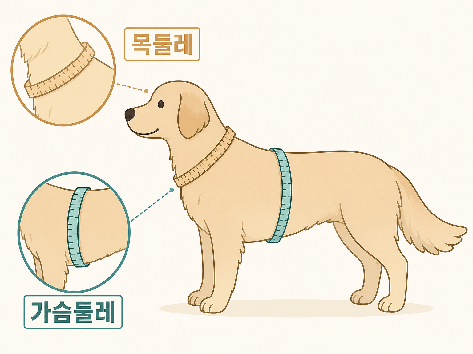 가슴둘레와 목둘레를 재는 정확한 지점 (댕묘 작성)