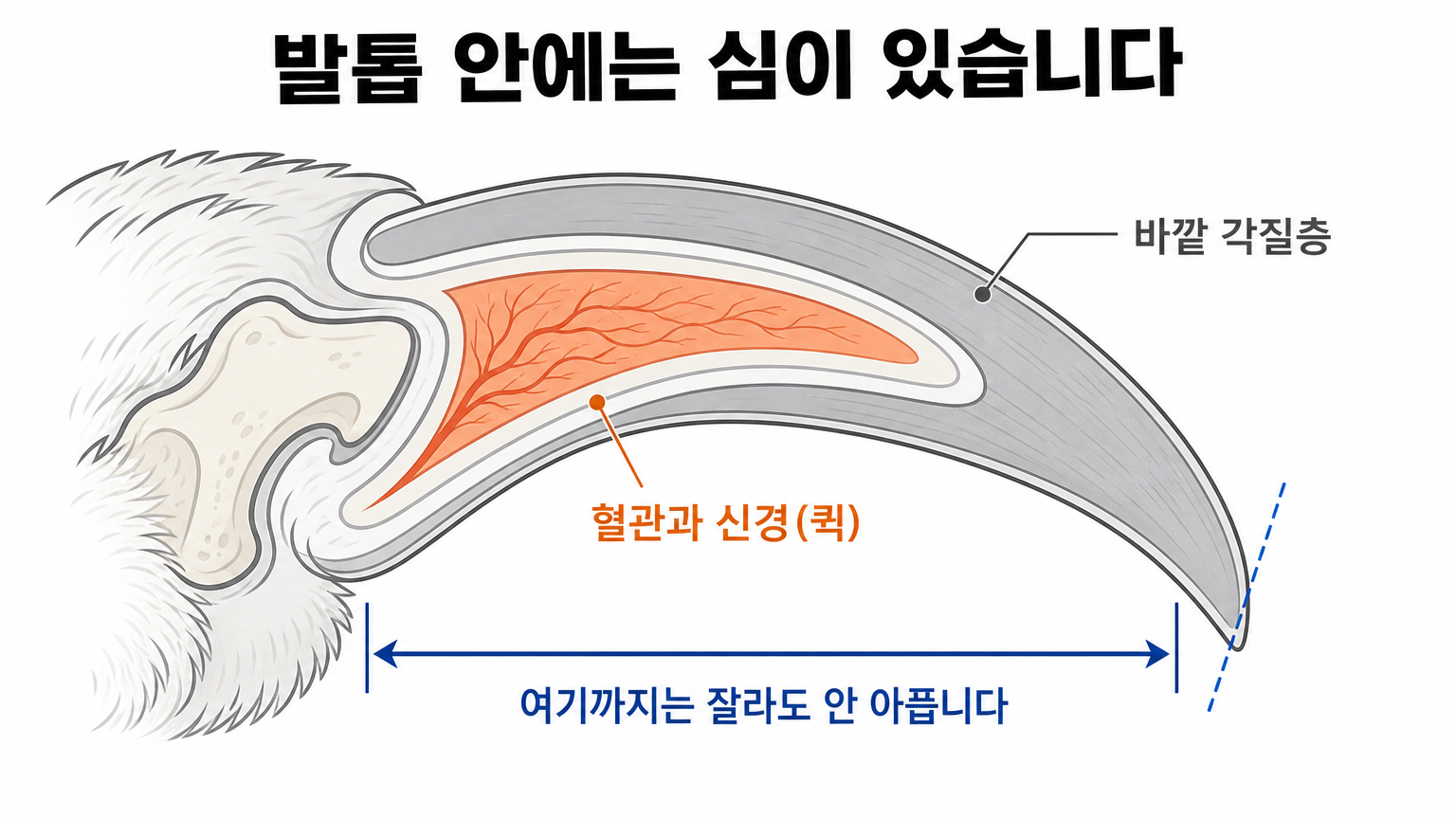 발톱 단면 구조 — 바깥 각질층과 안쪽 혈관·신경 (댕묘 작성)