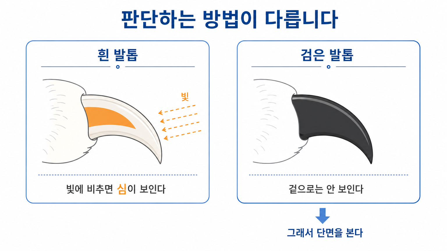 흰 발톱과 검은 발톱에서 혈관 위치를 판단하는 방식의 차이 (댕묘 작성)