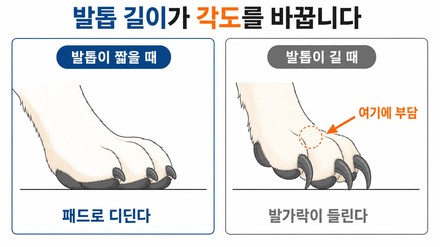 발톱이 짧을 때와 길 때 발가락 각도와 체중이 실리는 지점의 차이 (댕묘 작성)