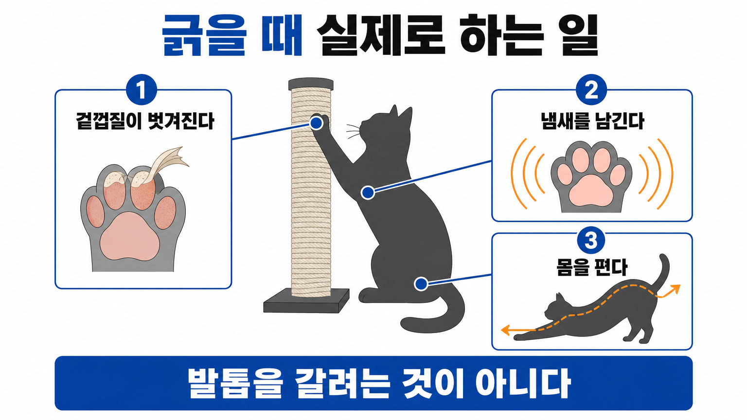 고양이가 긁는 행동으로 실제로 하는 세 가지 일 (댕묘 작성)