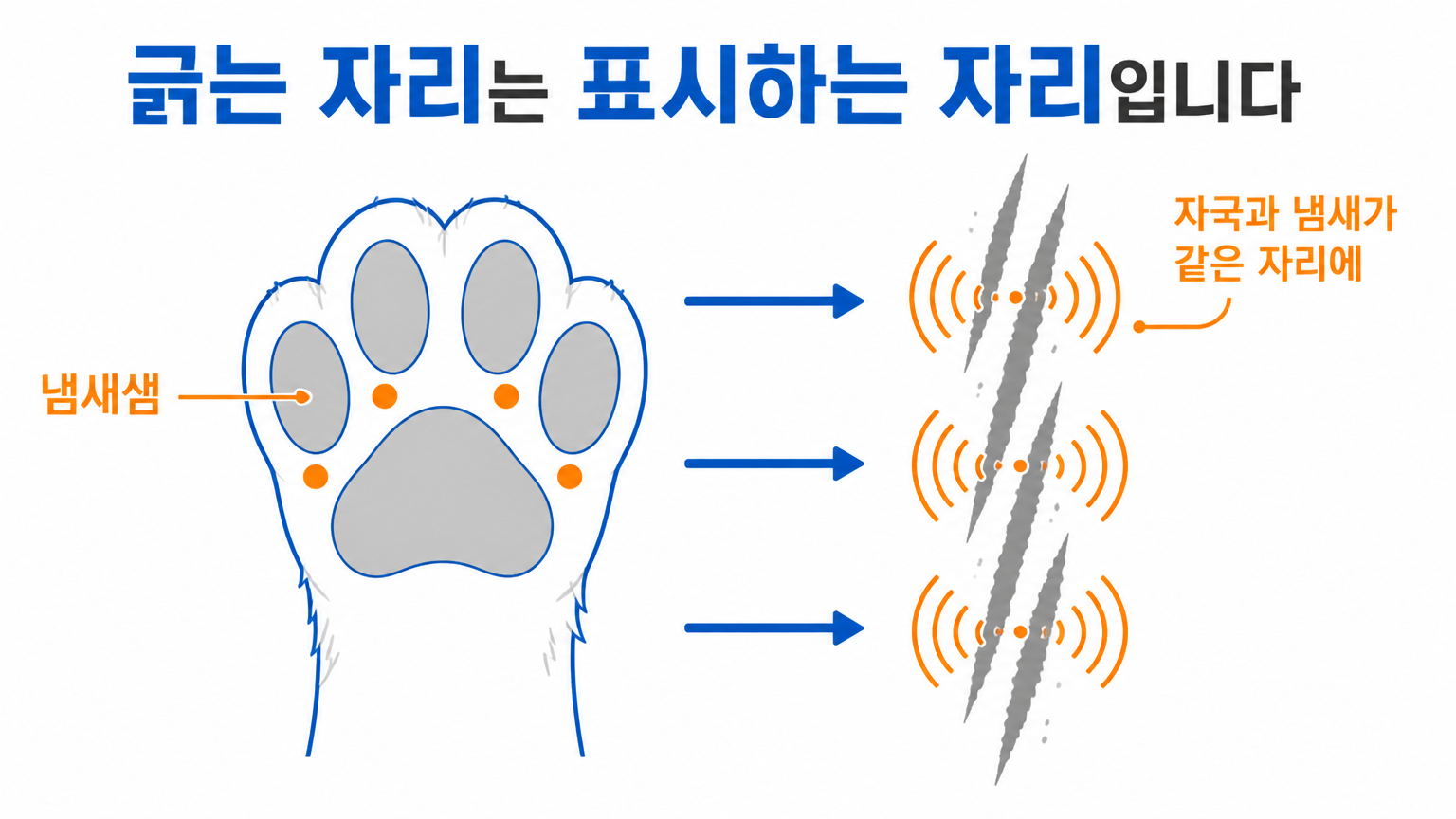 발바닥 냄새샘의 위치와 긁을 때 자국·냄새가 함께 남는 방식 (댕묘 작성)