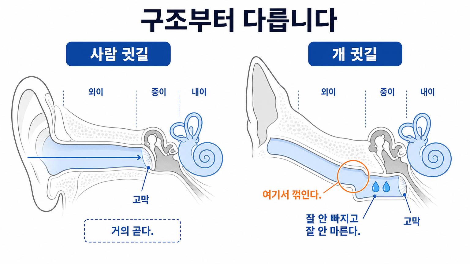 사람 귓길과 개 귓길의 구조 차이 (댕묘 작성)