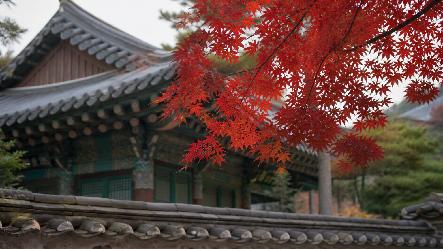 Temple eaves and Korean maple — the low ground turns last