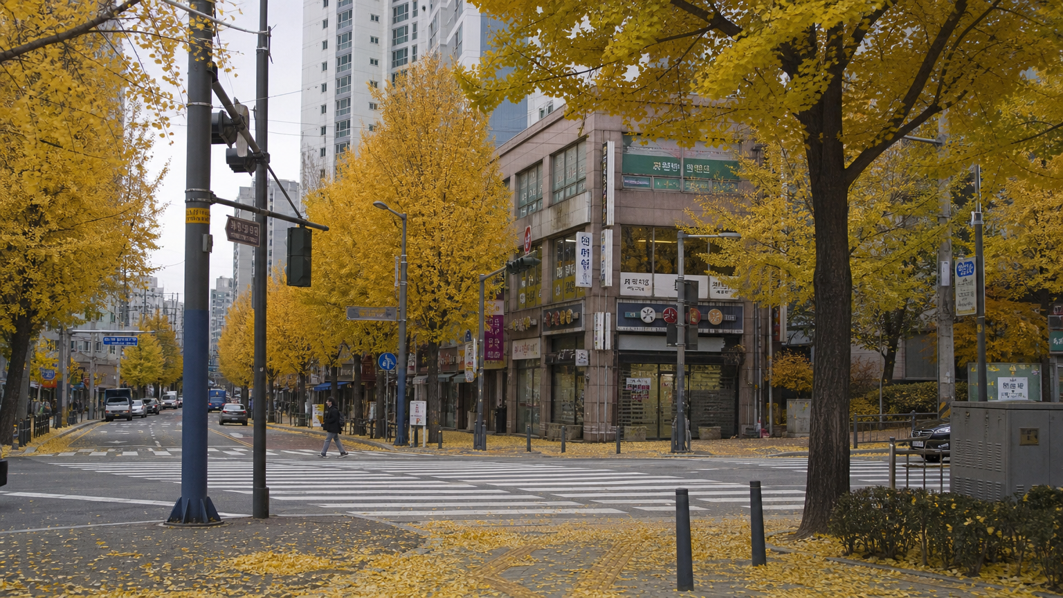 Seoul's ginkgo avenues turn well after the mountains around the city