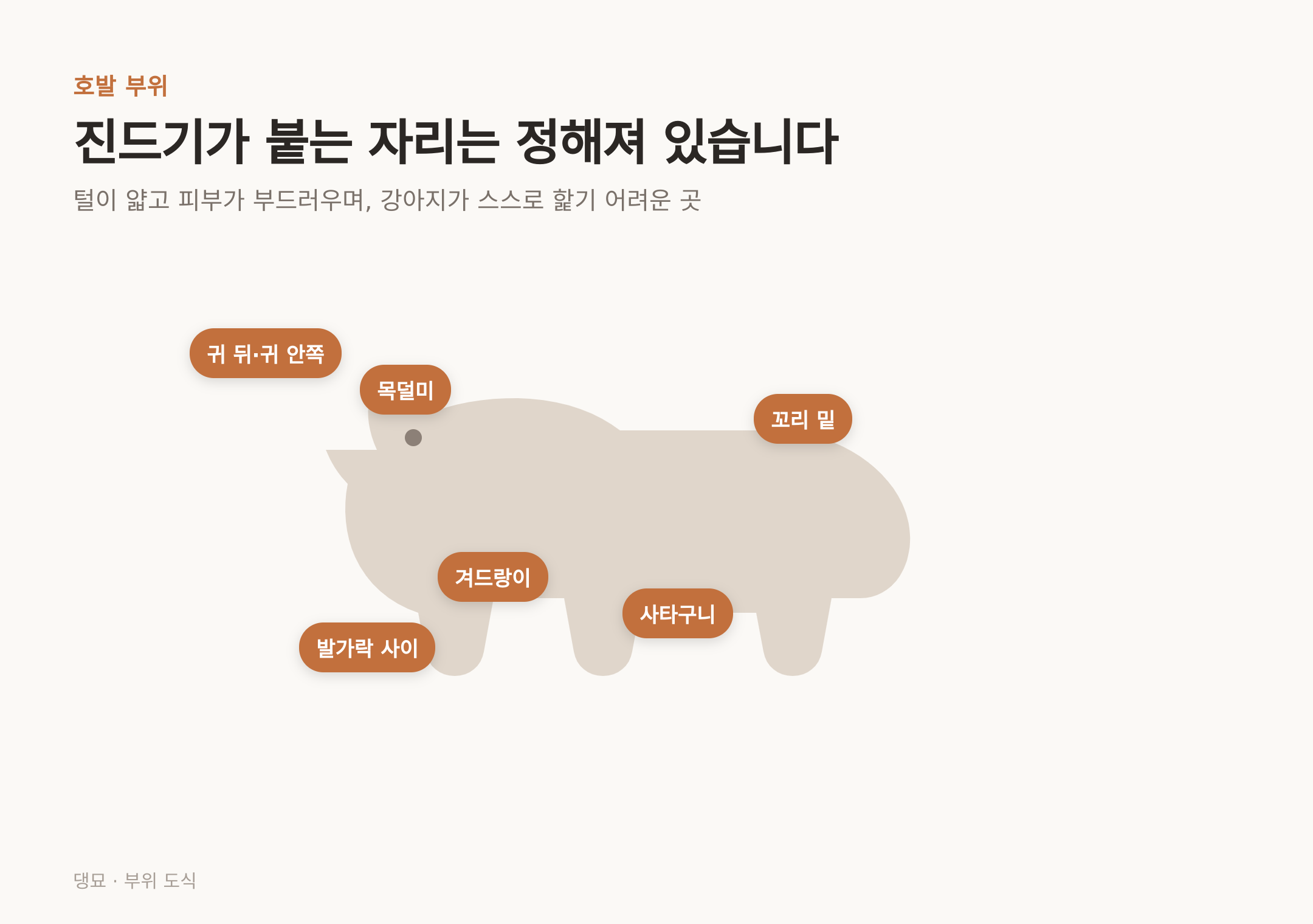 진드기가 잘 붙는 자리 — 털이 얇고 강아지가 스스로 핥기 어려운 곳