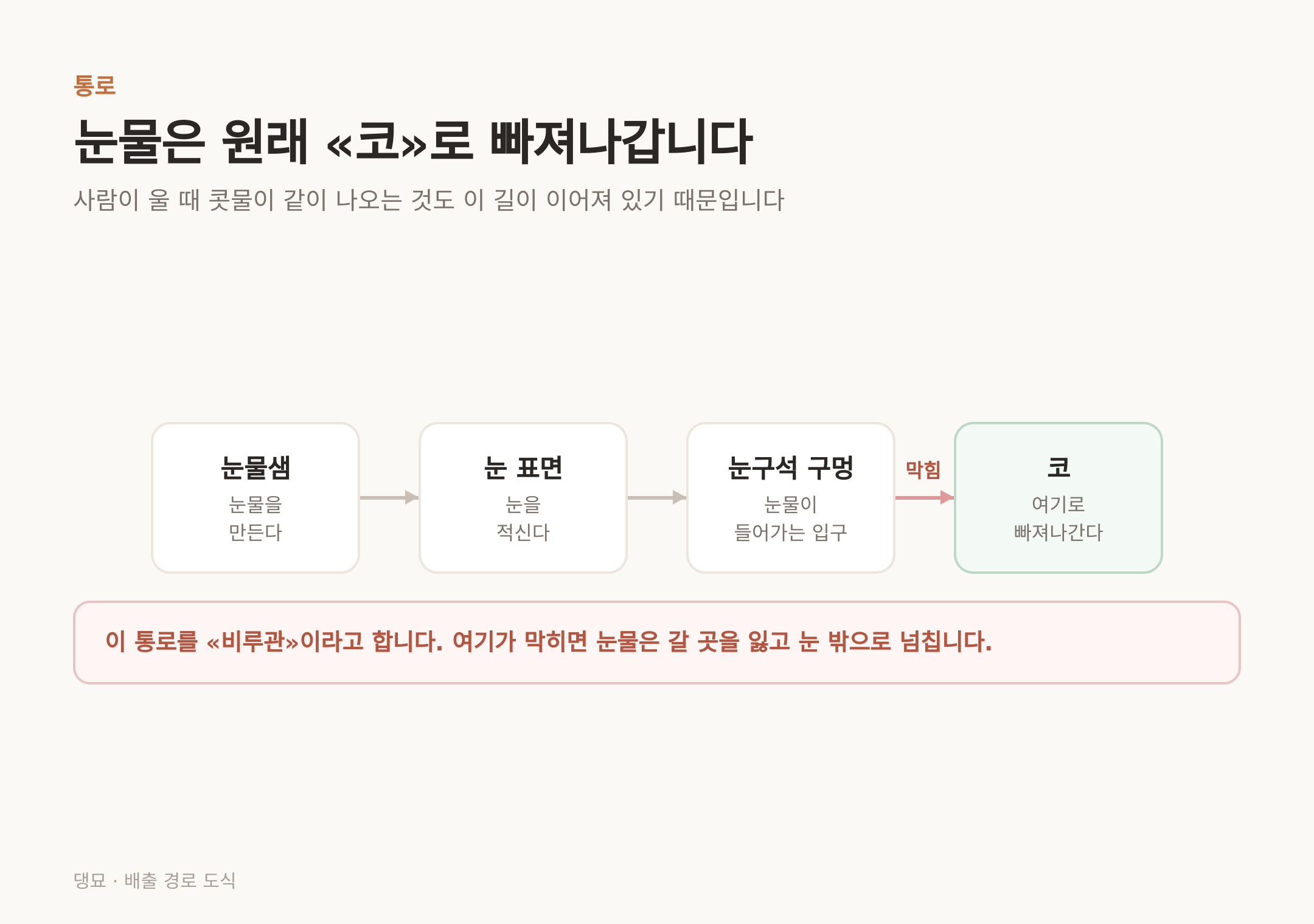 눈물이 코로 빠져나가는 정상 경로 — 붉은 구간(비루관)이 막히면 눈 밖으로 넘친다