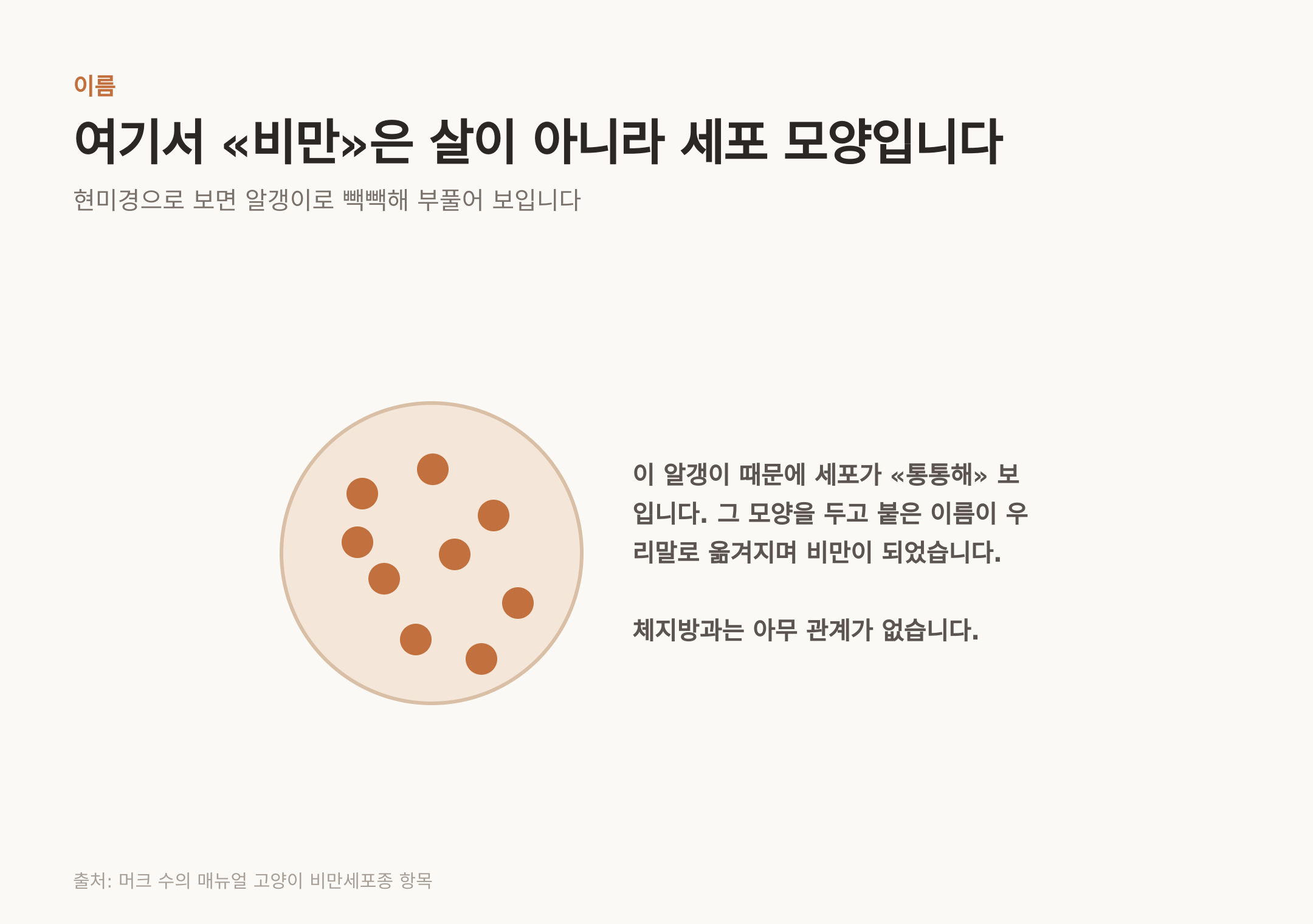 비만세포가 알갱이로 빽빽해 부풀어 보이는 구조 (출처: 머크 수의 매뉴얼 고양이 비만세포종 항목)