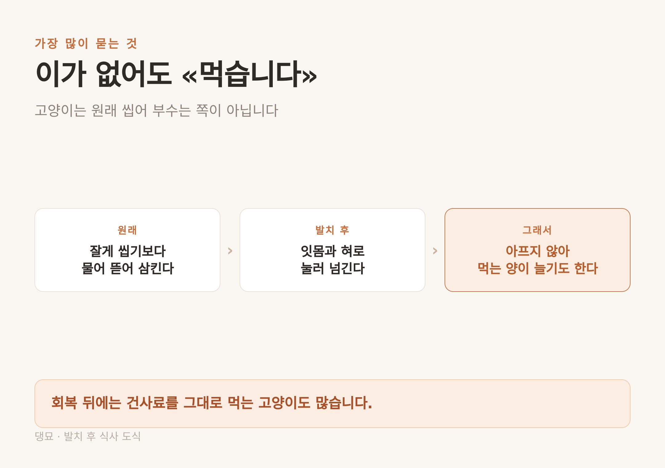 이가 없어도 먹는다 — 고양이는 원래 씹어 부수는 쪽이 아니다