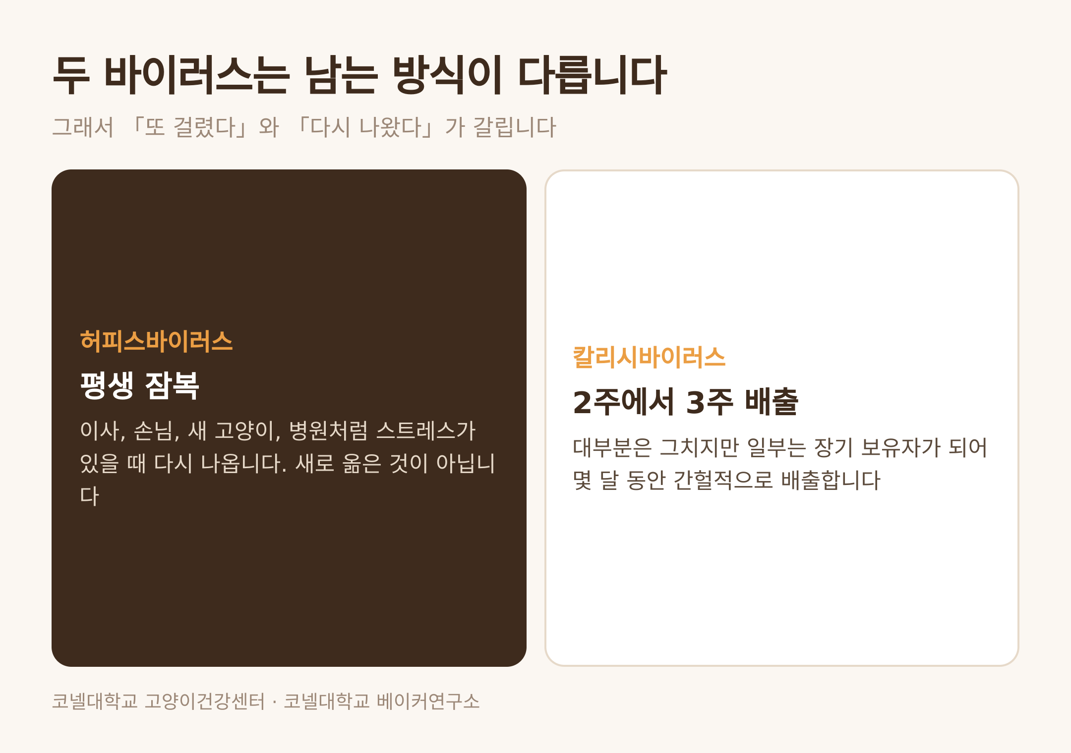 허피스와 칼리시가 몸에 남는 방식의 차이 (댕묘 제작 도식)